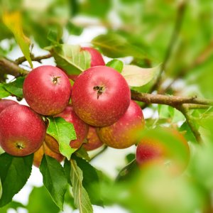 Jabloň domáca (Malus domestica) ´ŠAMPIÓN RENO 2´ - zimná, výška 110-130 cm, voľnokorenná 